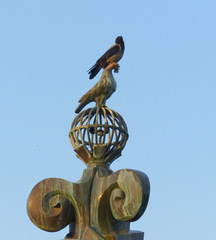 Corvus cornix