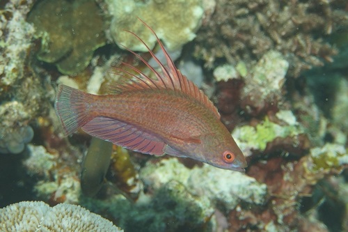 Paracheilinus lineopunctatus observed 2026-07-20