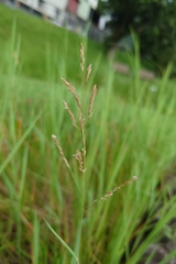 Leersia hexandra, photograph (c) 如此甚好, some rights reserved (CC BY)