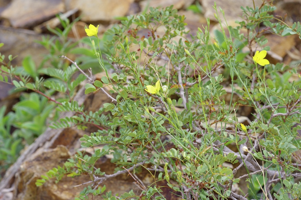 Menodora scabra; photograph (c) Michelle W. (鍾偉瑋), some rights reserved (CC BY)