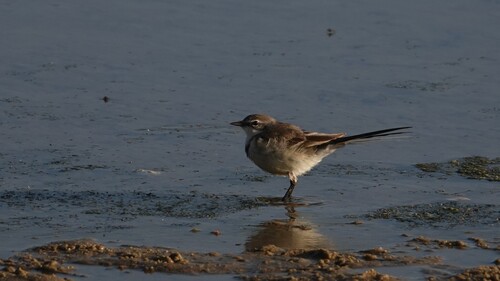 iNaturalist: (c) Doug Macdonald, some rights reserved (CC BY-NC), uploaded by Doug Macdonald iNaturalist image