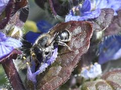 Osmia caerulescens