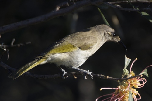 Brown Honeyeater