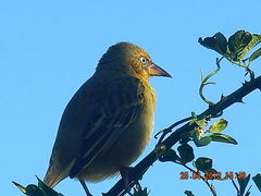 Lanius collaris collaris