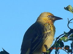 Lanius collaris collaris