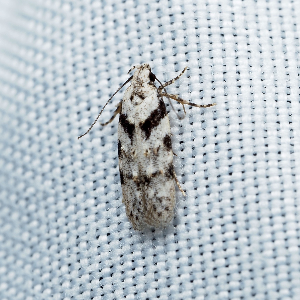 Pseudotelphusa palliderosacella