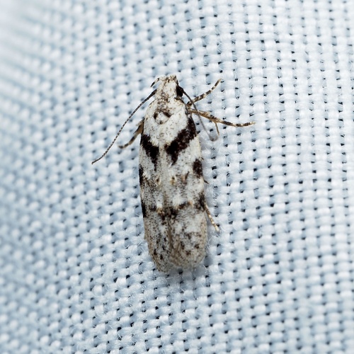 Pseudotelphusa palliderosacella