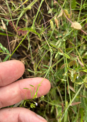 Vicia tetrasperma