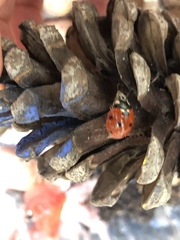 Coccinella septempunctata