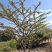 Acacia drepanolobium