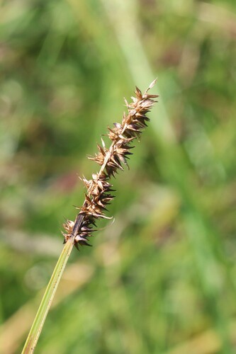Carex vulpina, photograph 3