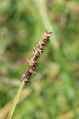 Carex vulpina, photograph (c) Константин Селивёрстов, some rights reserved (CC BY)