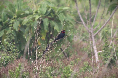 Red-collared Widowbird (Euplectes ardens)