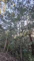 Acacia elata, photograph (c) Petra Holland, some rights reserved (CC BY)