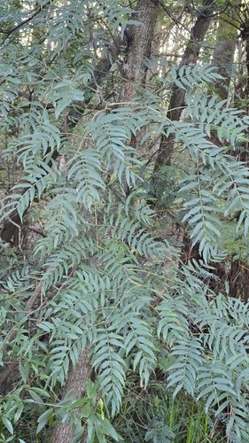 Acacia elata, photograph 4