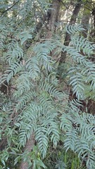 Acacia elata, photograph (c) Petra Holland, some rights reserved (CC BY)