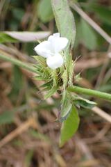 Barleria elegans, photograph author not stated, no rights reserved