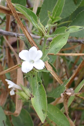 Barleria elegans, photograph 3