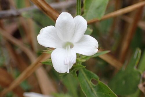 Barleria elegans, photograph 1