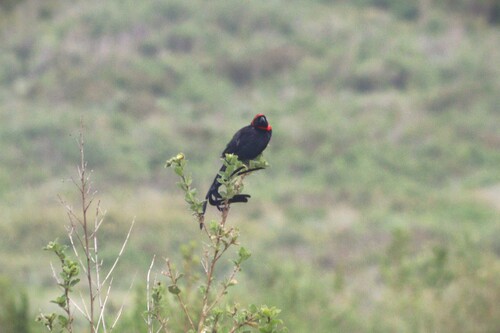 Red-collared Widowbird (Euplectes ardens), photo 2