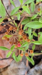 Pomax umbellata, photograph (c) Petra Holland, some rights reserved (CC BY)