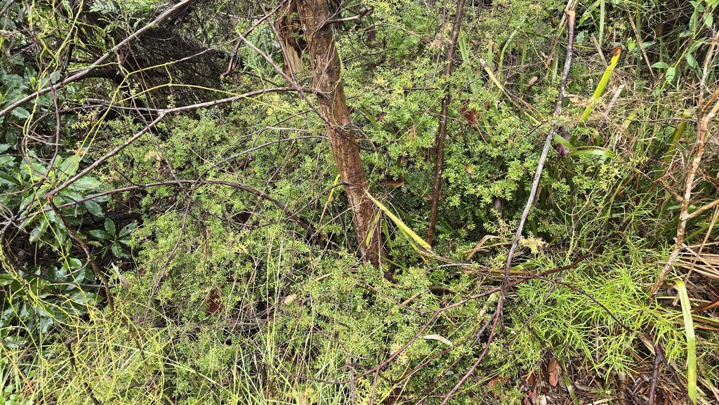 Acrotriche divaricata; photograph (c) Petra Holland, some rights reserved (CC BY)