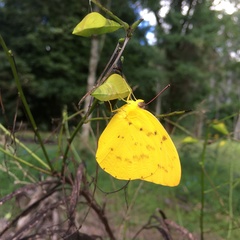 Catopsilia gorgophone