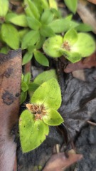 Richardia humistrata, photograph (c) Petra Holland, some rights reserved (CC BY)