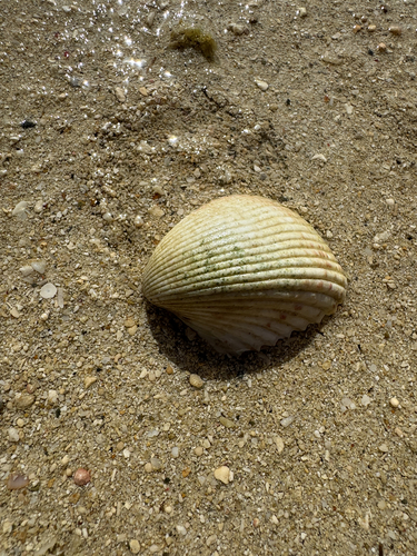 Fragum unedo observed 2026-07-20