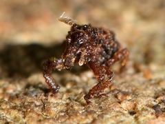 Phrynixus astutus