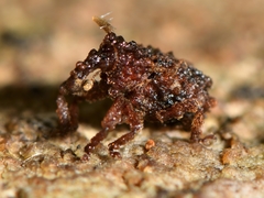 Phrynixus astutus