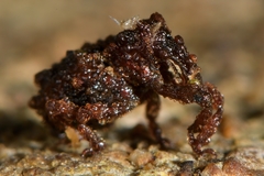 Phrynixus astutus
