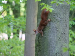 Sciurus vulgaris