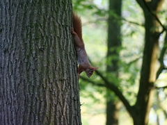 Sciurus vulgaris