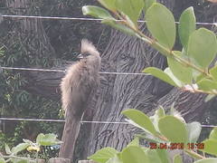 Colius striatus striatus