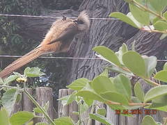 Colius striatus striatus