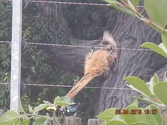 Colius striatus striatus