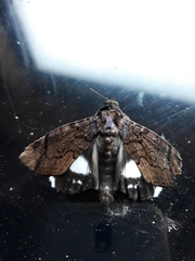 Catephia linteola