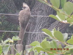 Colius striatus striatus