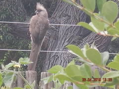 Colius striatus striatus