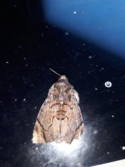 Catephia linteola