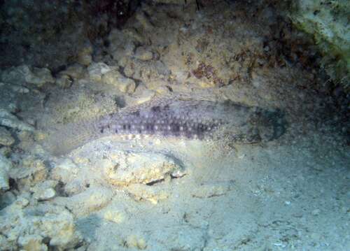 Exyrias belissimus observed 2026-07-20