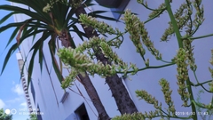Dracaena cochinchinensis