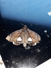 Catephia linteola