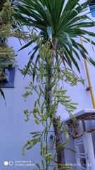 Dracaena cochinchinensis