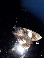 Catephia linteola