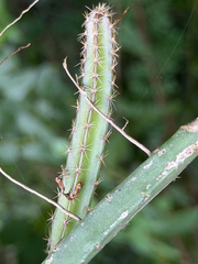 Selenicereus spinulosus, photograph (c) Cody Hinchliff, some rights reserved (CC BY)
