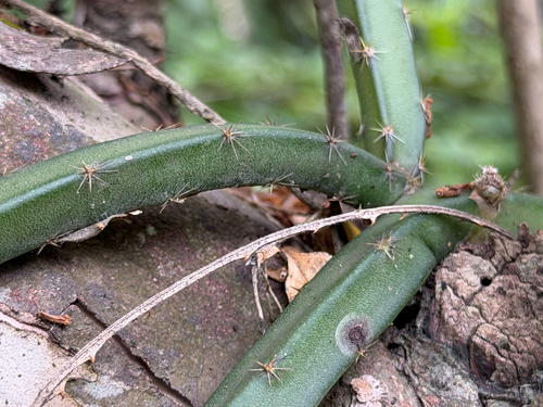 Selenicereus spinulosus, photograph 3