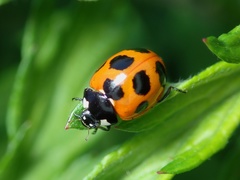 Coccinella septempunctata