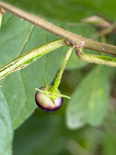 Capsicum rhomboideum